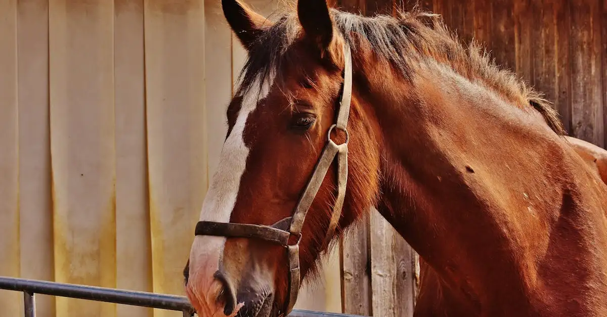 Huisdier