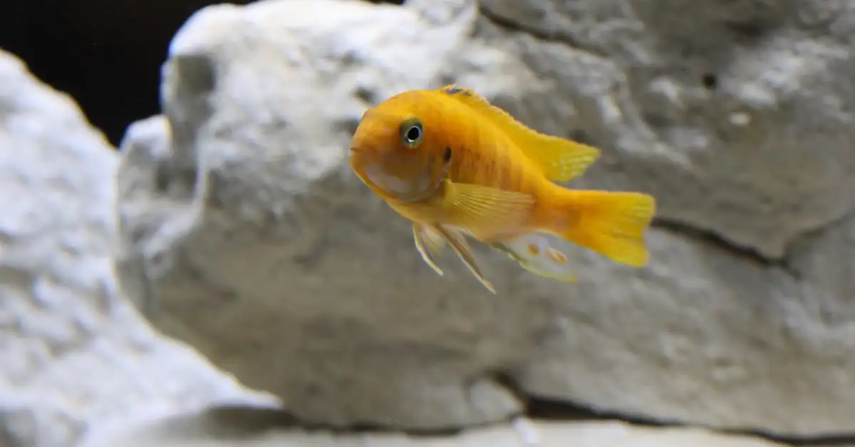 Aquarium voor katten: fascinerend waterleven voor uw