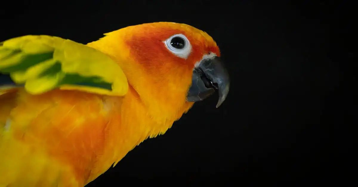 De dierenboetiek: Alles voor uw huisdier