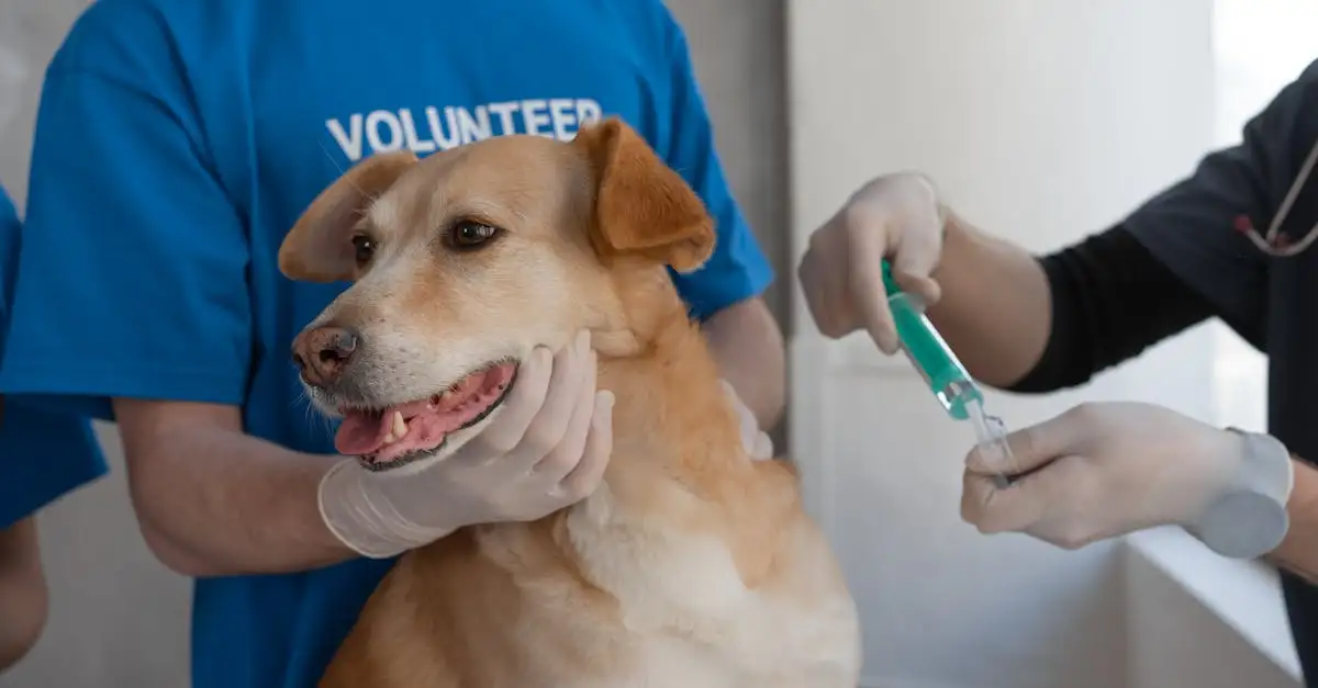 Dierenapotheek online: geneesmiddelen voor uw huisdier