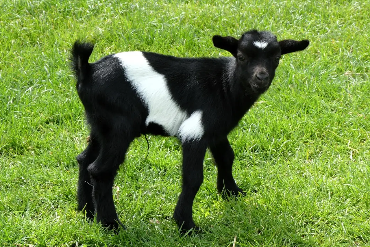 Dierengroothandel