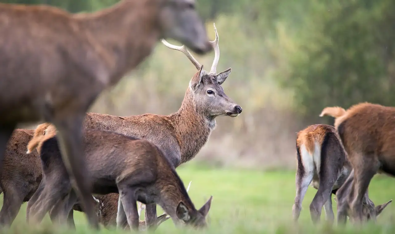 Dierenspeciaalzaken België: Vind de beste winkels