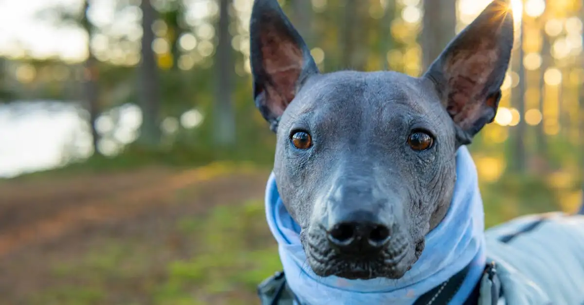 Dierenspeciaalzaken Maastricht: Alles voor uw huisdier
