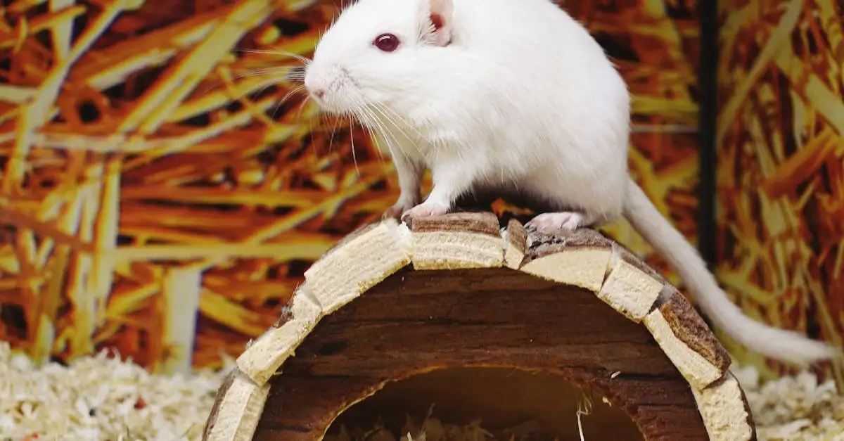 Dierenwinkel dichtbij: Alles voor uw huisdier