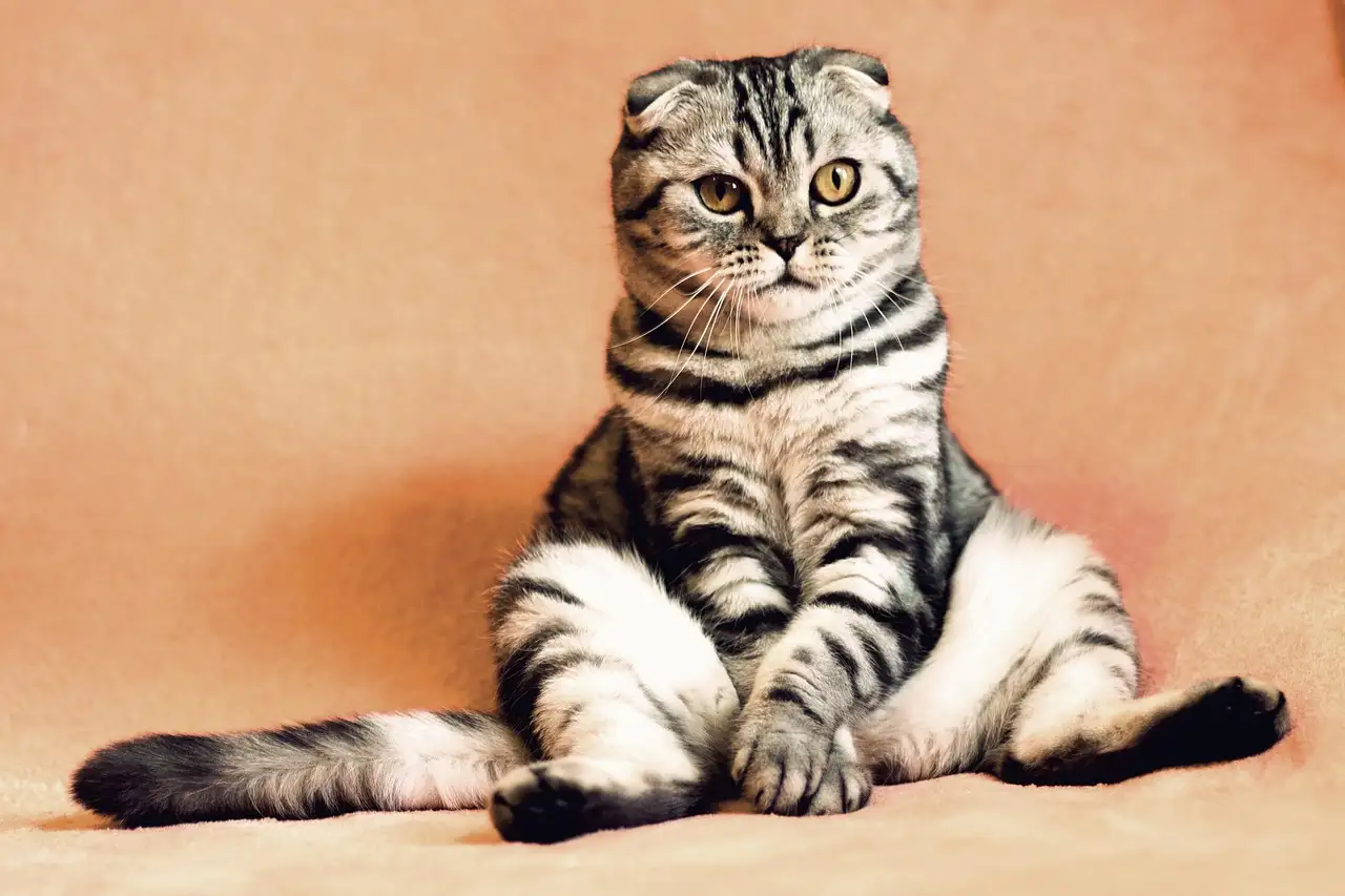 Dierenwinkel webshop: Alles voor uw huisdier online