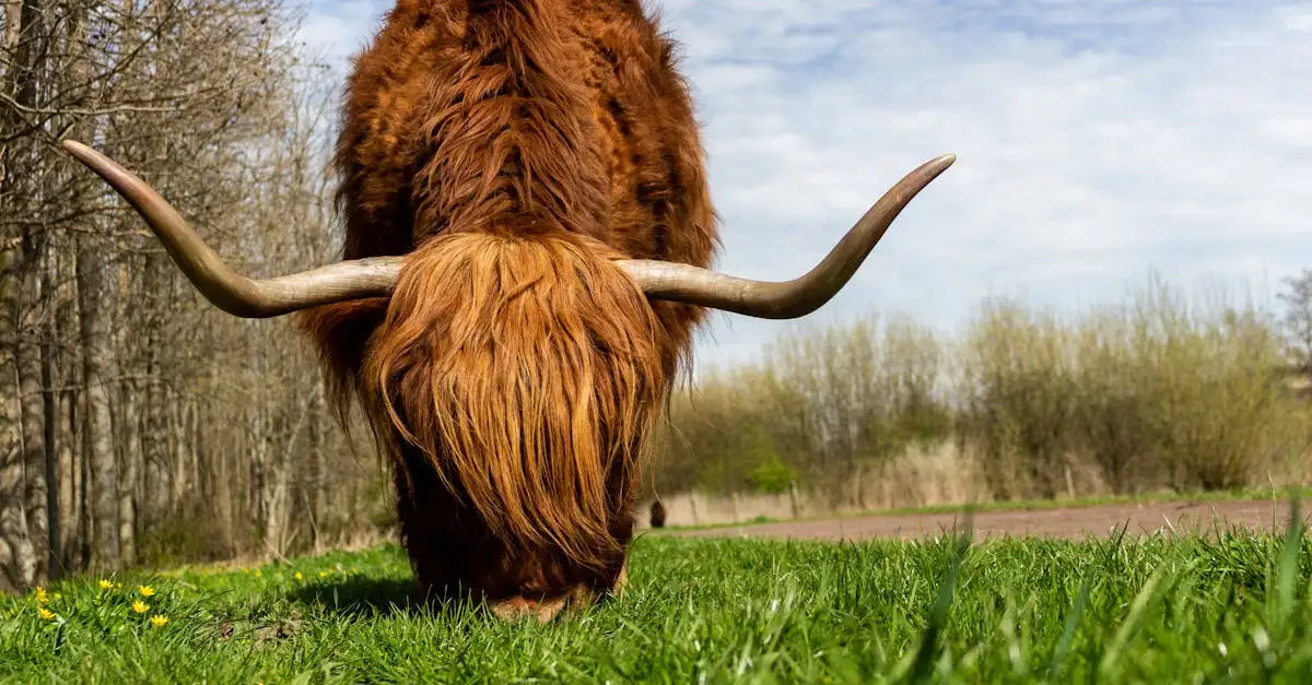 Dierenwinkels in Friesland: Vind de beste