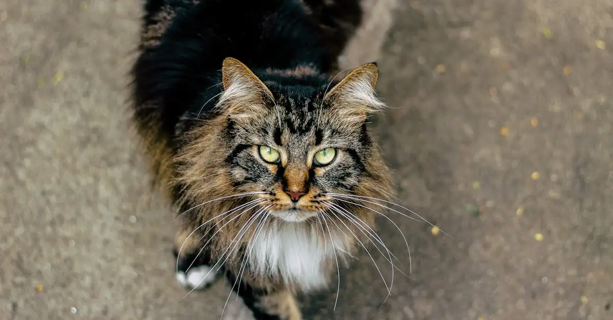Dierenwinkels Haarlem: Alles voor uw huisdier