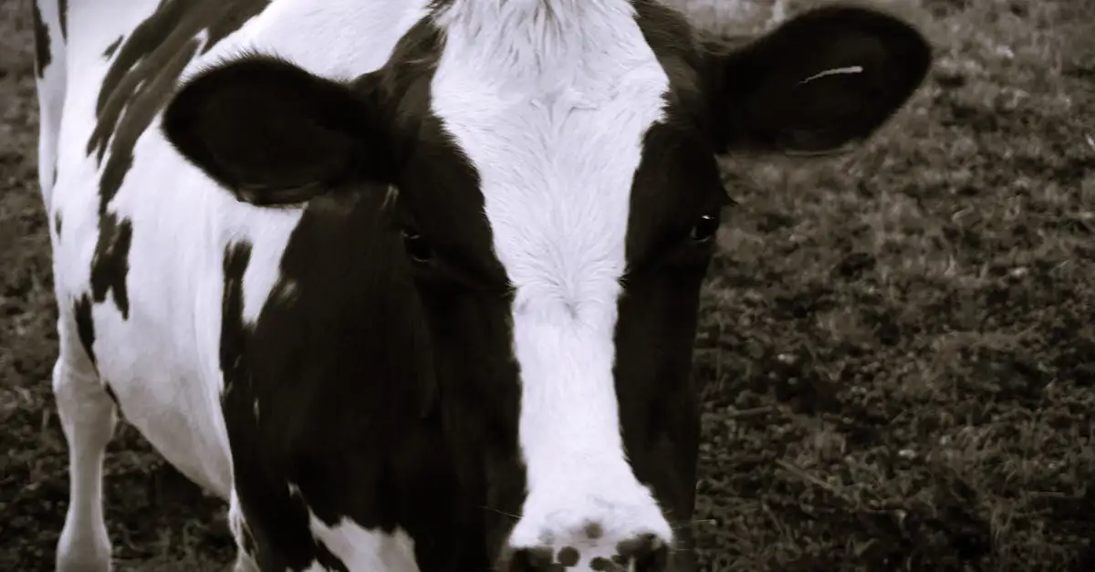 Dierenzaken belgie