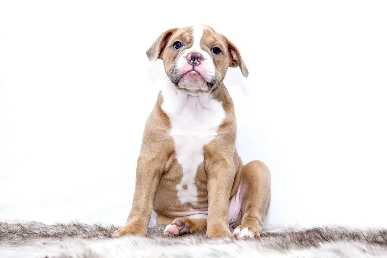 Puppy benodigdheden