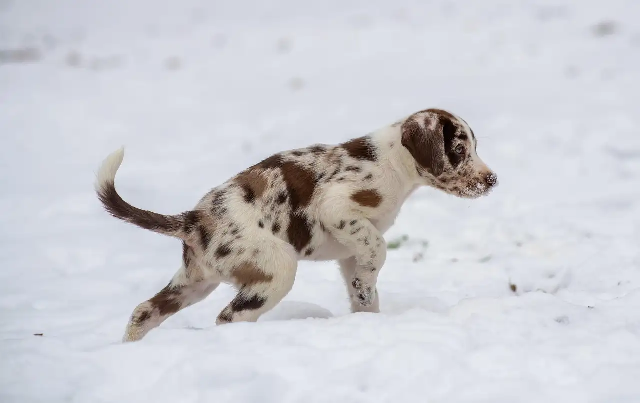 Puppy spullen