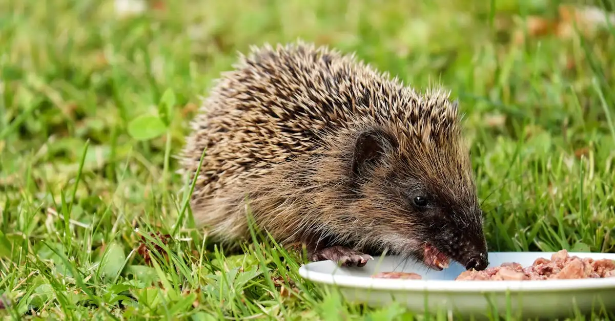 Eten bestellen voor dieren: Gemakkelijk en snel geregeld