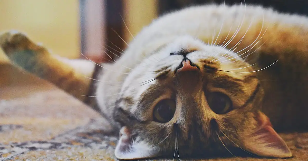 Goedkope kattenbrokken kopen voor een gezonde poes