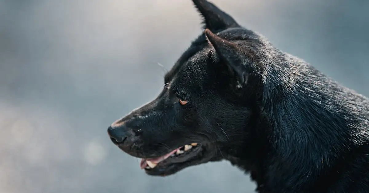Gratis voor hond: Ontdek de beste aanbiedingen nu