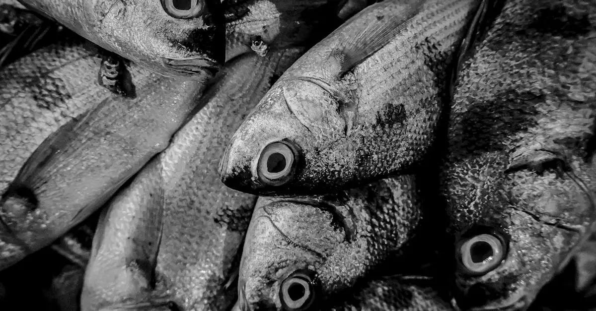 Groothandel dierenbenodigdheden