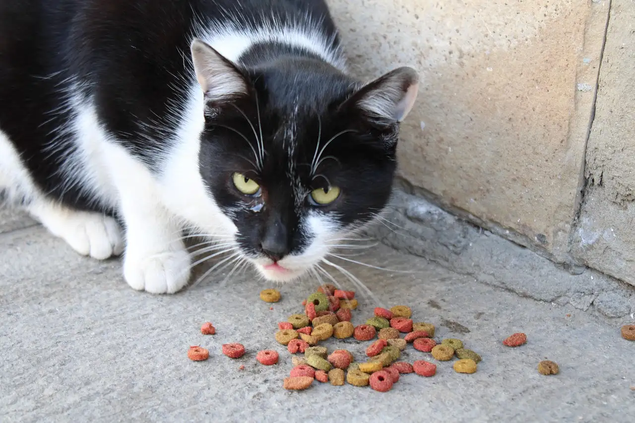 Groothandel kattenvoer kopen voor uw bedrijf