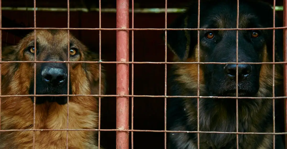 Grote dierenzaak Noord-Holland: nieuws en ontwikkelingen