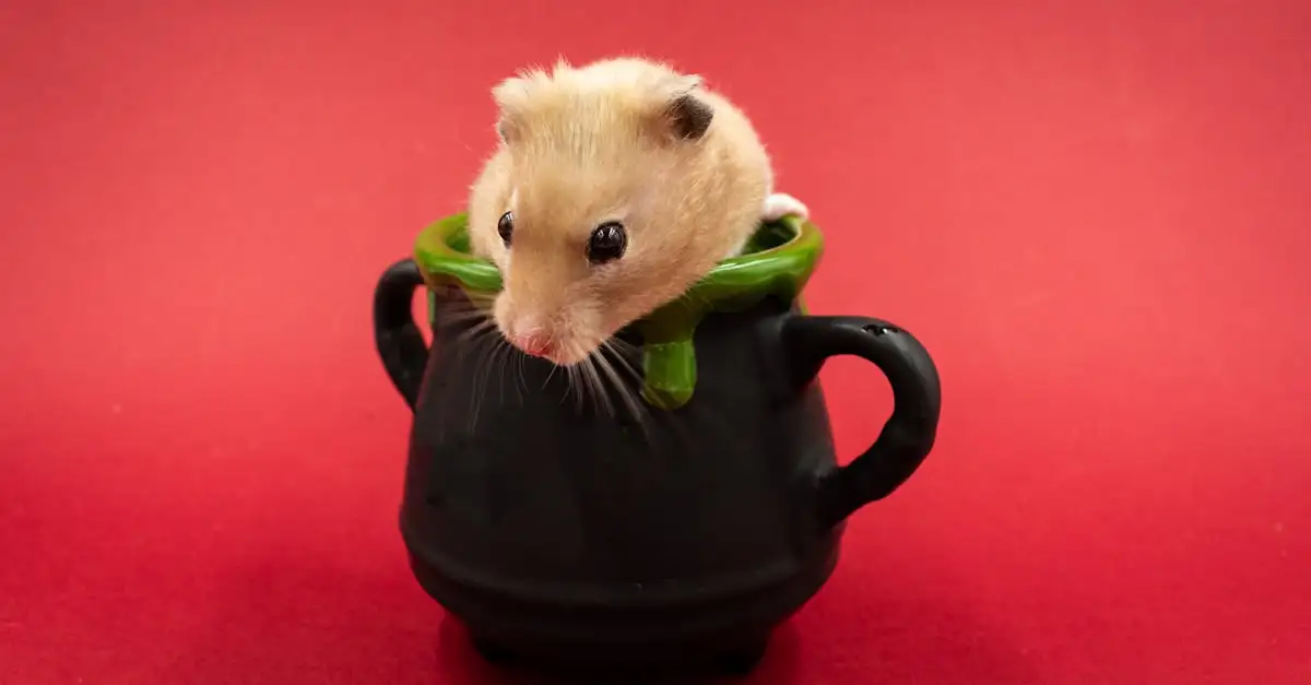 Hamster kopen in Amsterdam? Vind jouw nieuwe huisdier