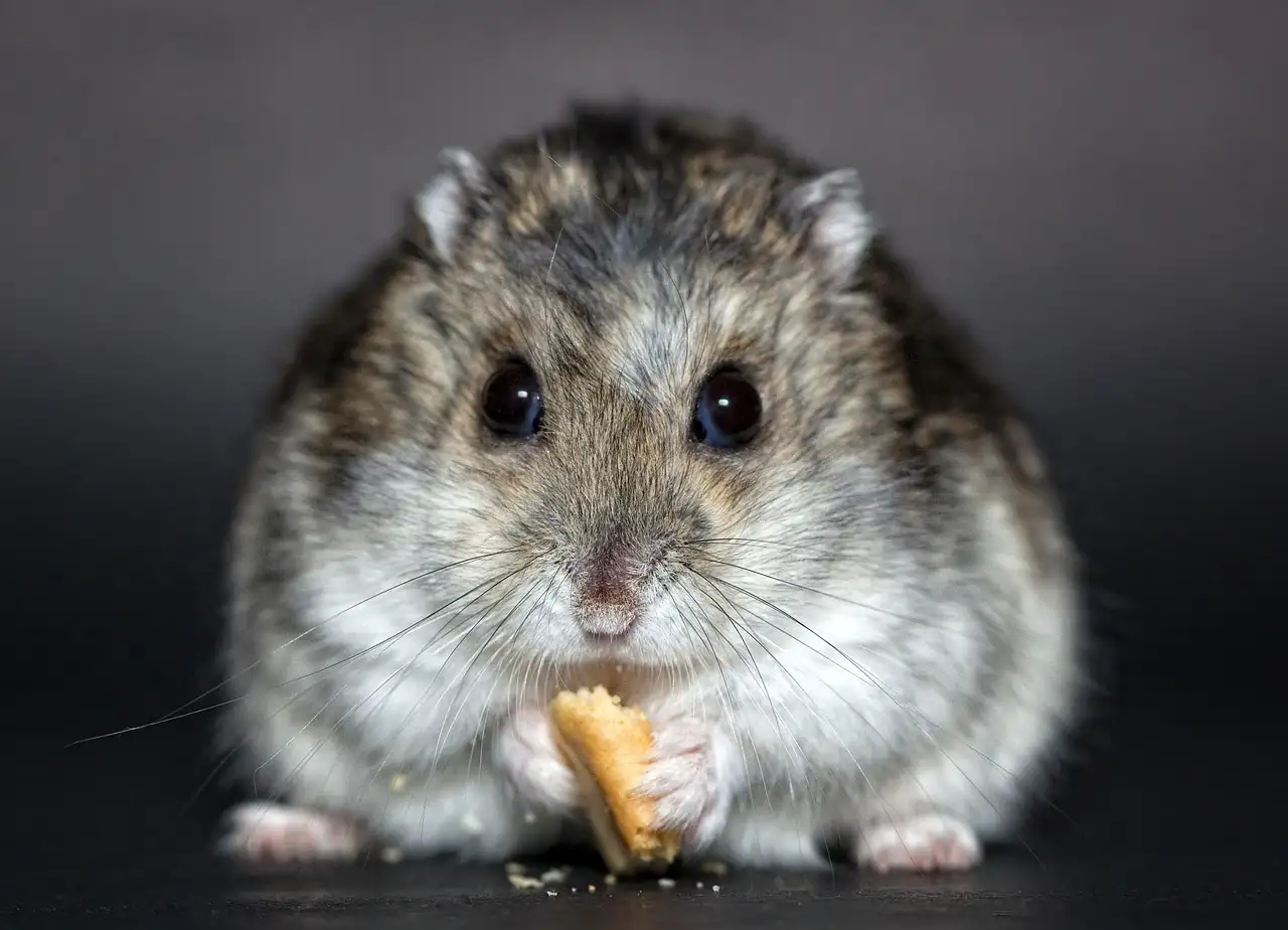 Hamster kopen pets place