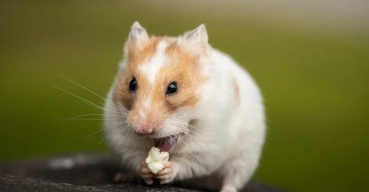Hamster als huisdier: verzorging en tips