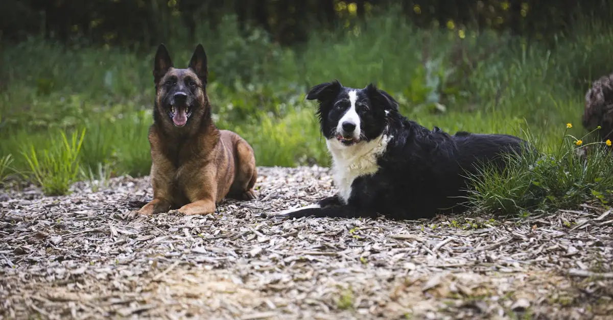 Dieren honden