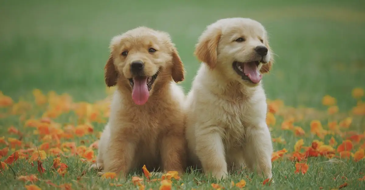 Advies over hondenbrokken: de beste voeding voor jouw hond.
