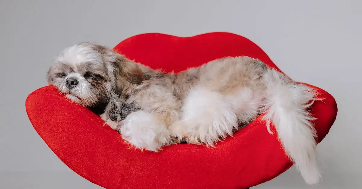 Honden dierenwinkel: Alles voor uw trouwe viervoeter