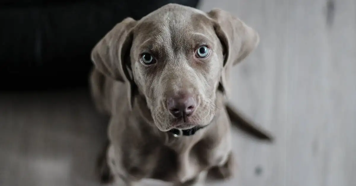 Honden vleesvoer: Gezonde en natuurlijke voeding voor uw