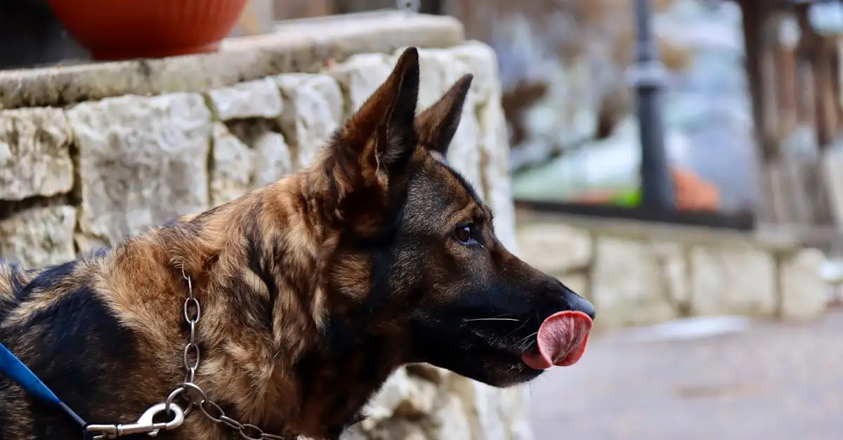 Honden voedingswijzer
