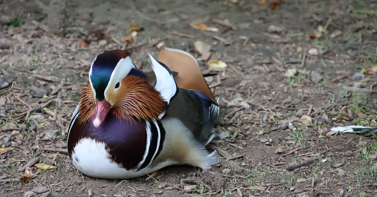 Voordeelshop dieren