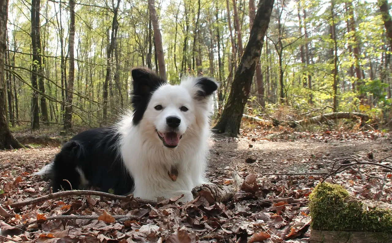 De hond als huisdier: advies over opvoeding en verzorging