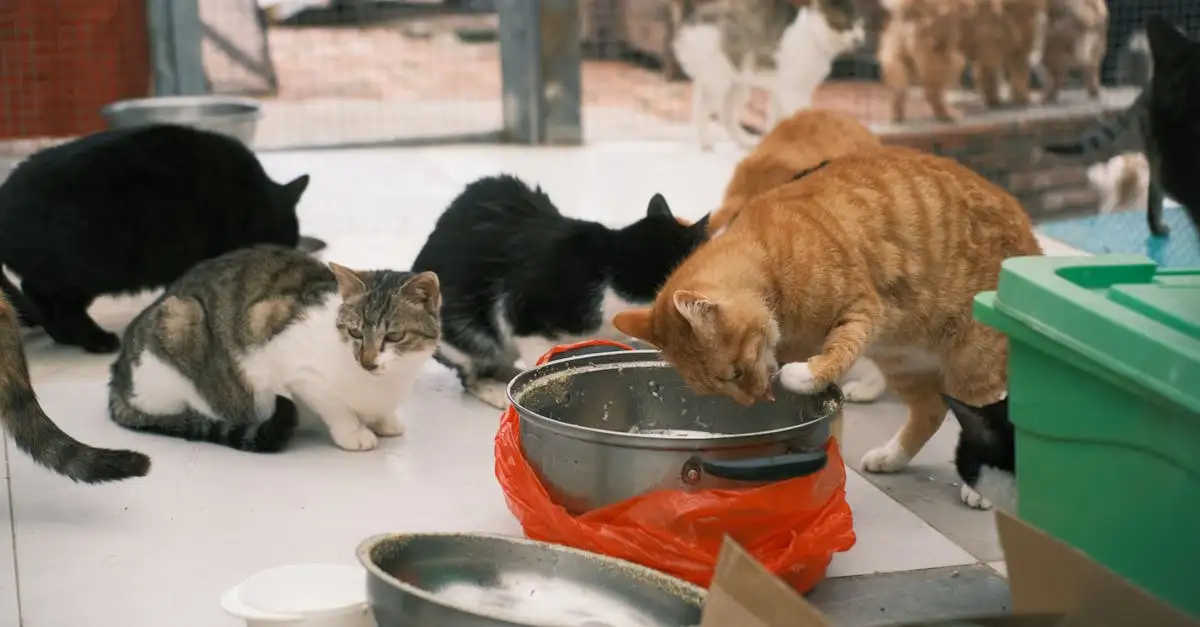 Is Royal Canin goed kattenvoer? Onze analyse