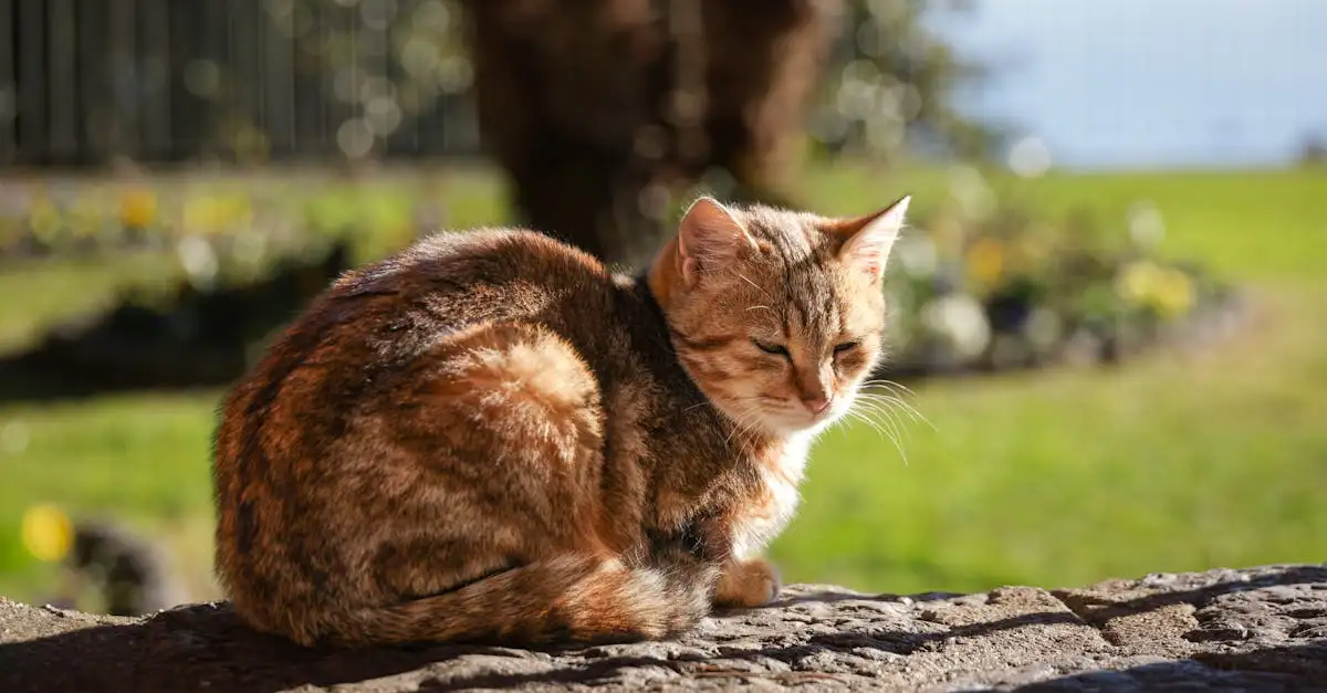 Alles over de kat als huisdier en dier