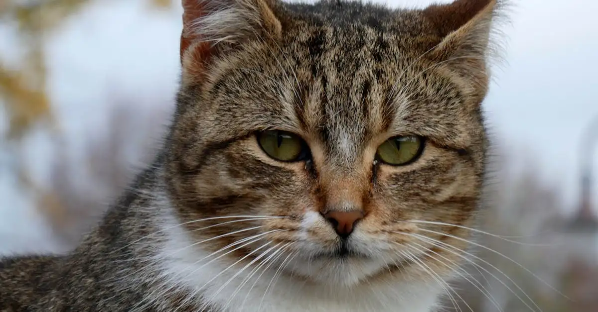 Katten benodigdheden