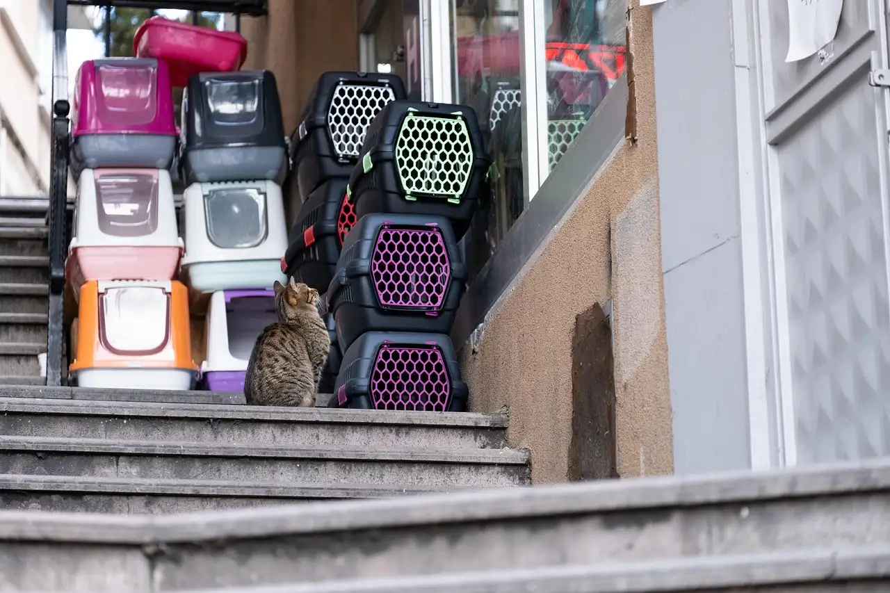 Kattenbak kopen
