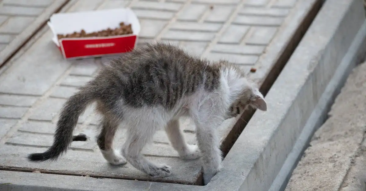 Kattenvoer aan hond geven: wat zijn de risico’s?