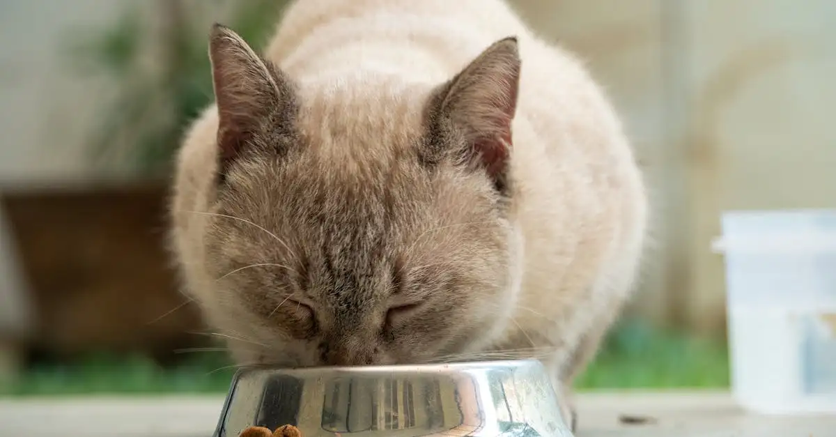 Kattenvoer