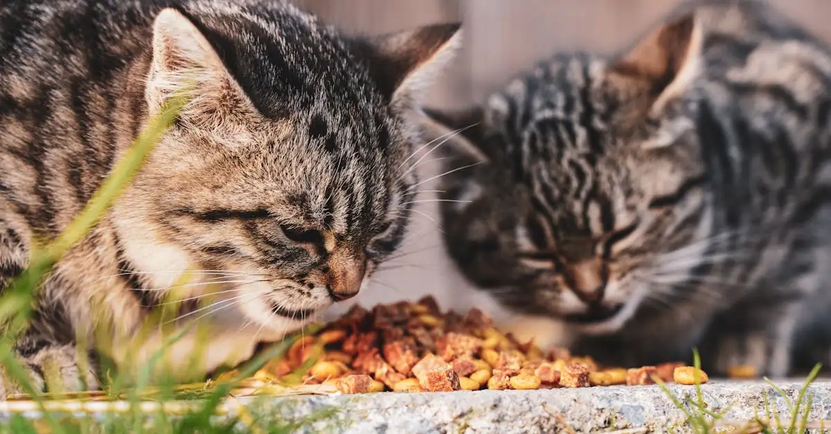 Kattenvoer kitten