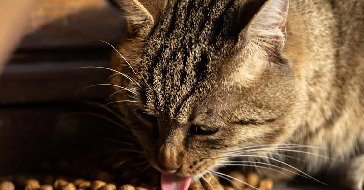 Kattenvoer review: De beste voeding voor uw kat