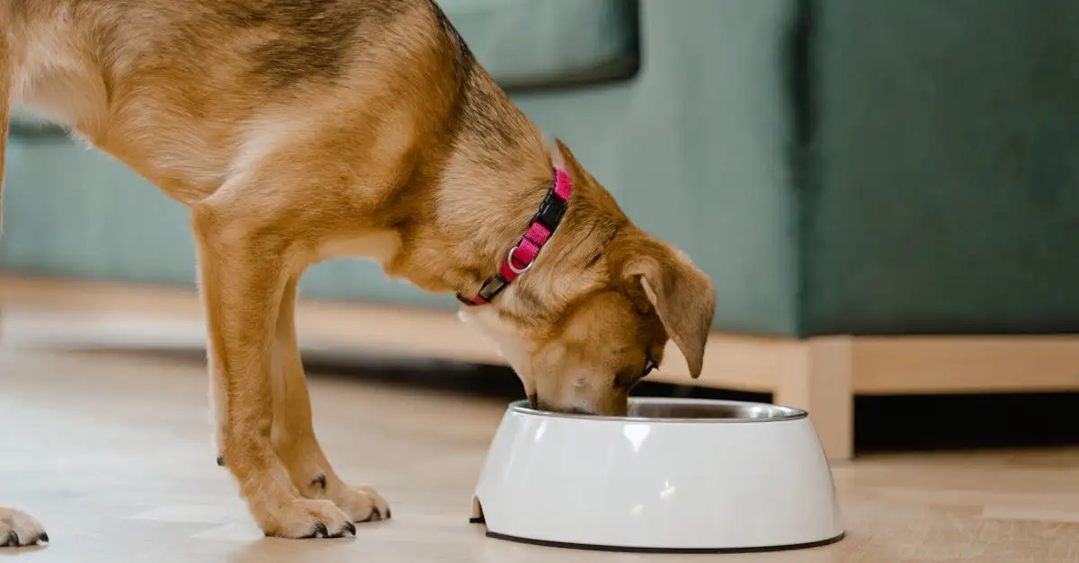 Kattenvoer voor hond kopen? Ontdek onze selectie