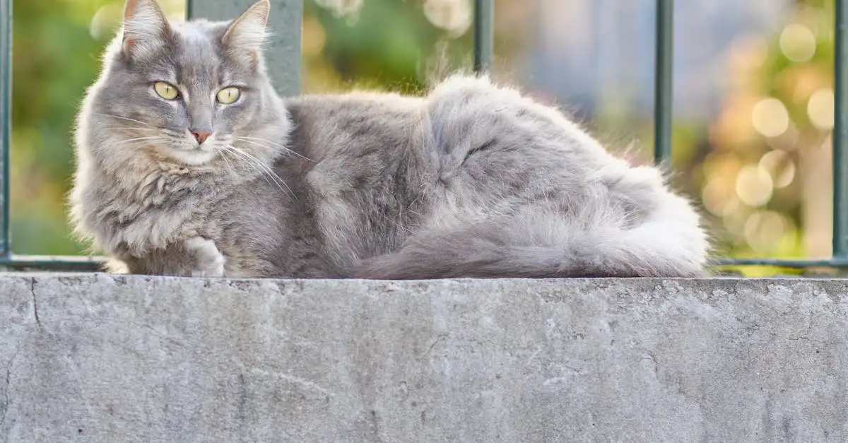 Winkel voor katten