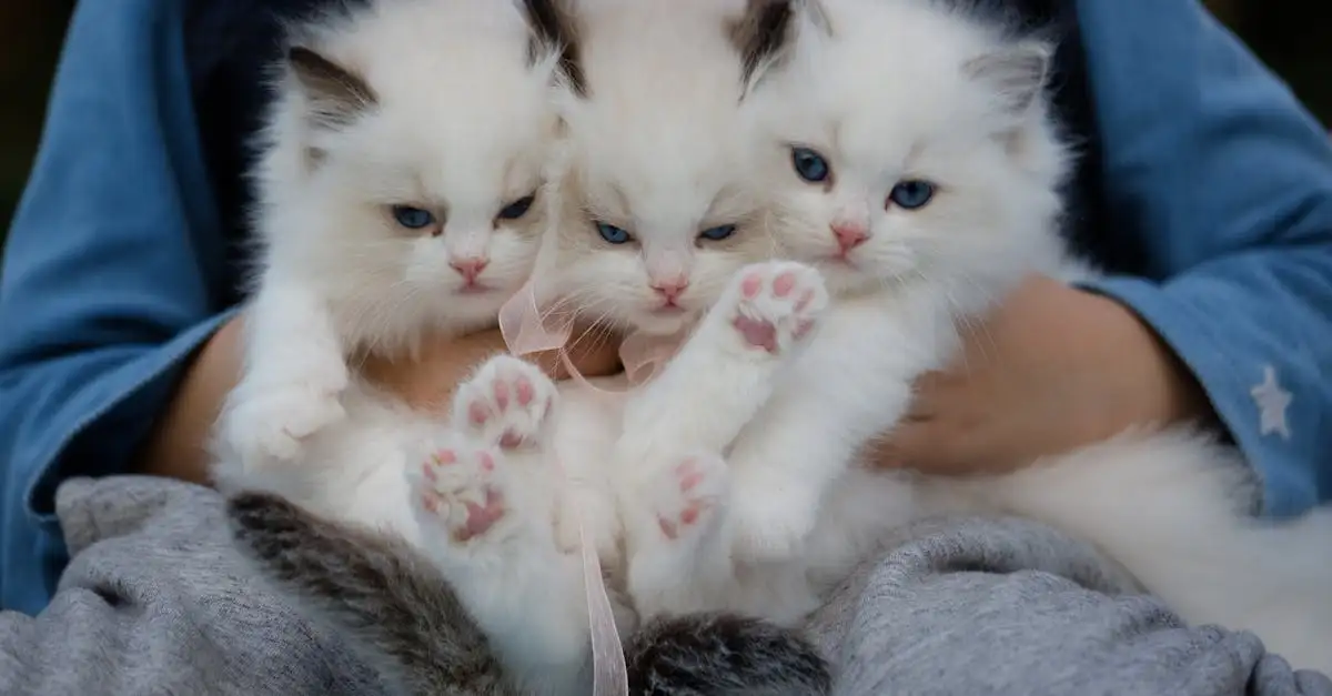 Kippen en katten samen houden: tips en advies