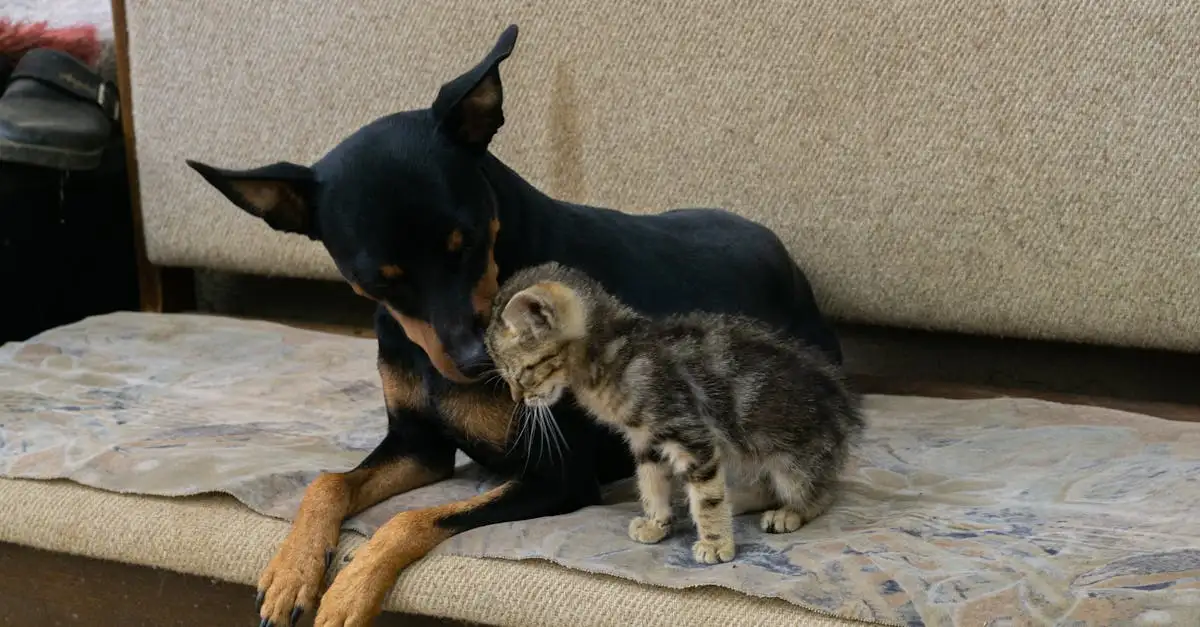 Kitten bij hond: Tips voor een succesvolle introductie