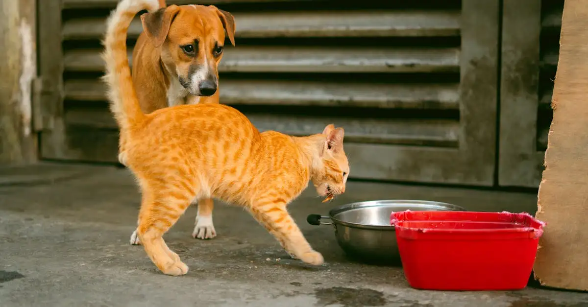 Mag een kat hondenvoer eten? De risico’s en gevolgen