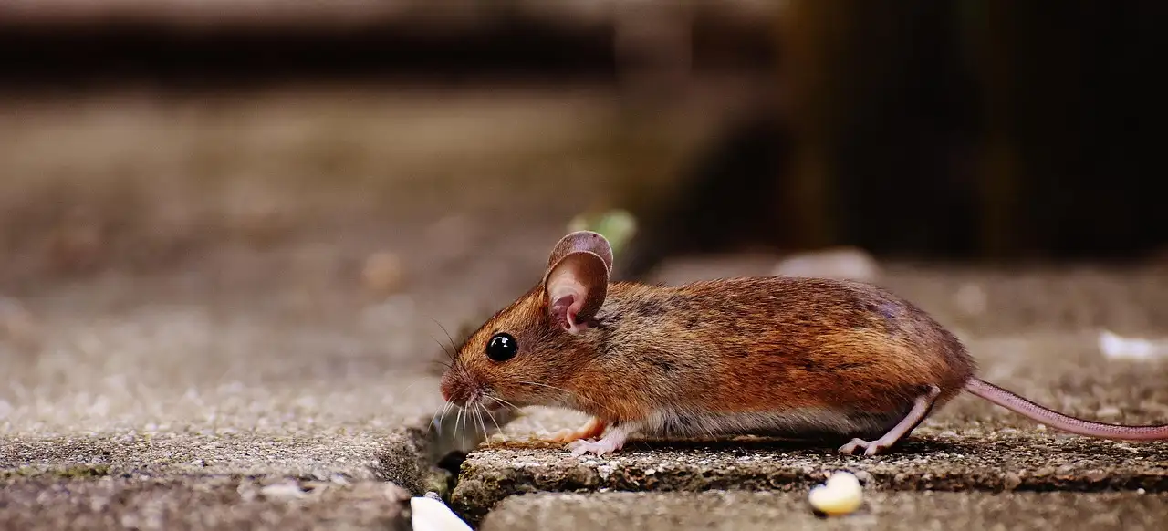 Muizen kopen bij de dierenwinkel: soorten en verzorging