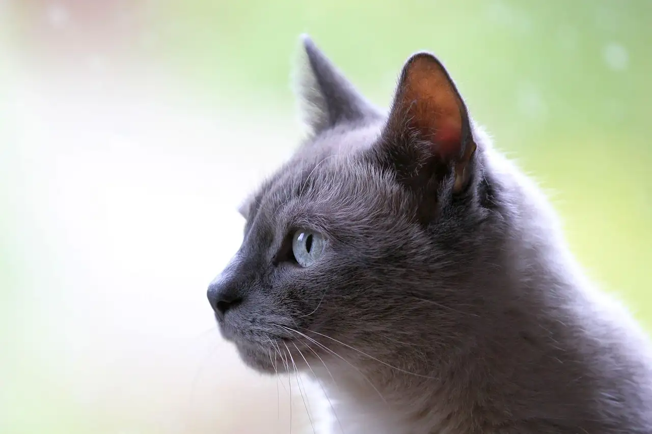 NVG publiceert richtlijnen voor honden- en kattenvoer