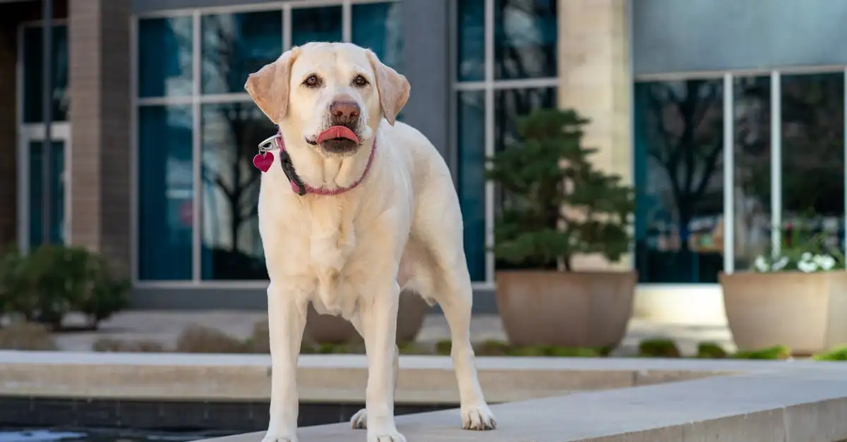 Ontworming hond kopen: beste middelen en advies