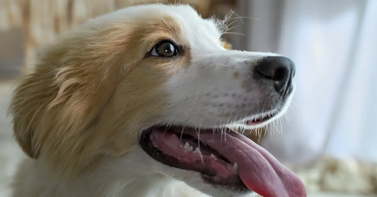 Panacur voor uw hond kopen: waar en hoe?