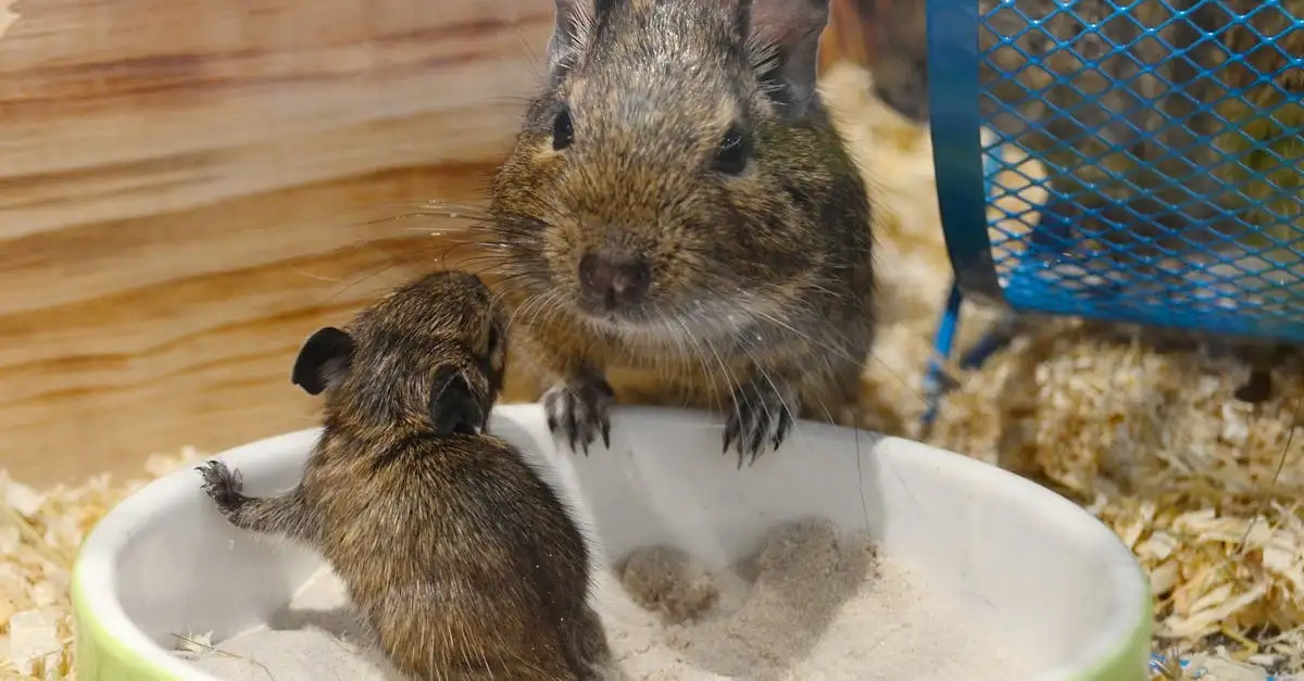 Dierenwinkel Den Bosch: Alles voor uw huisdier