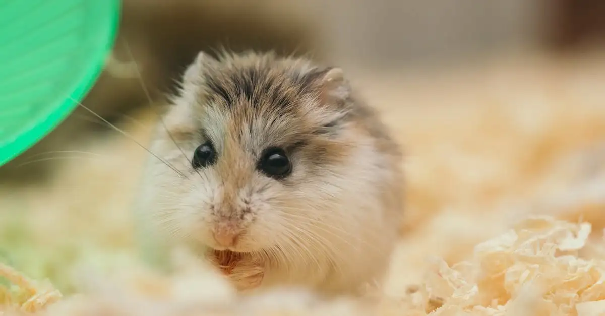 Pet shop hamster: Alles voor uw kleine knaagdier