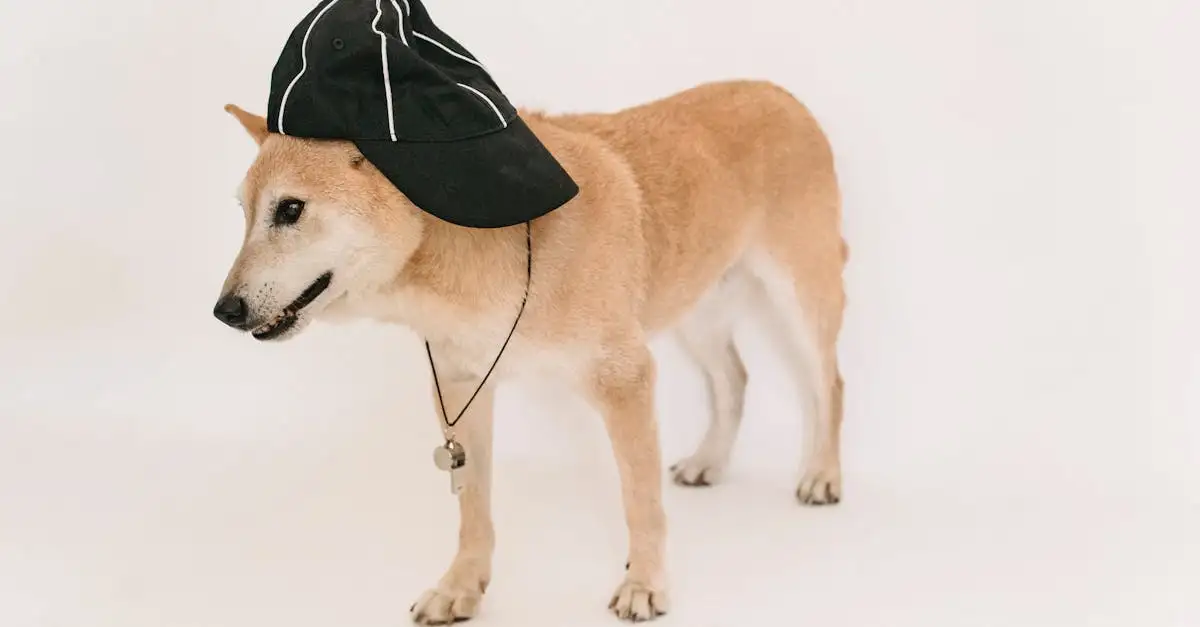 De perfecte pet voor je hond: stijlvol en beschermend.